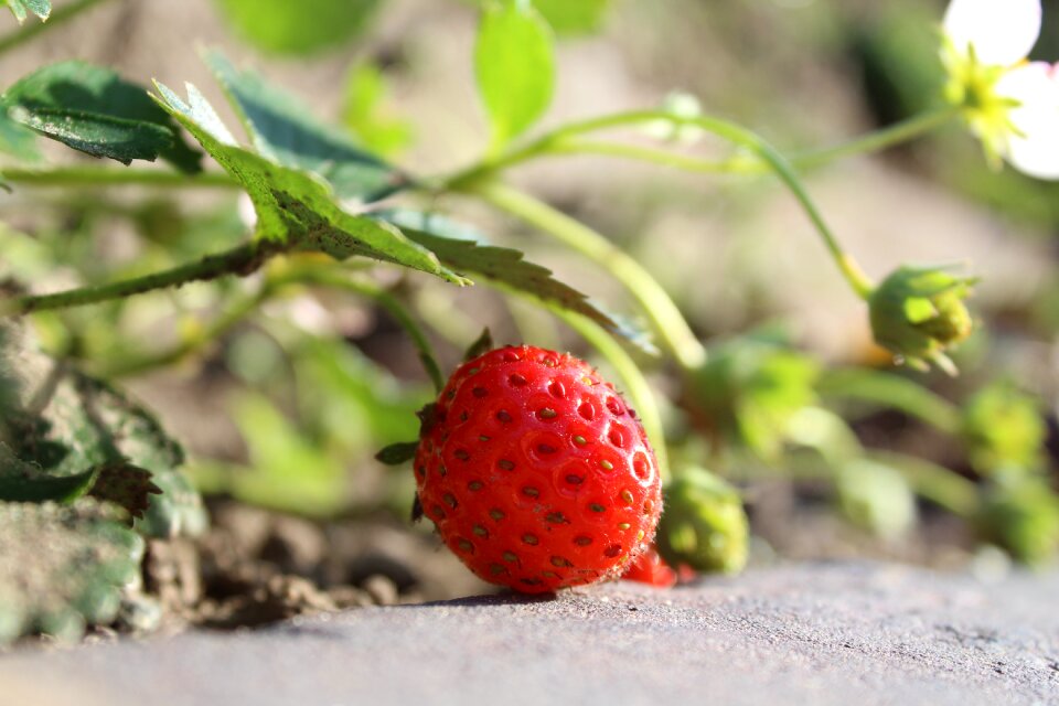 Summer ripe health garden