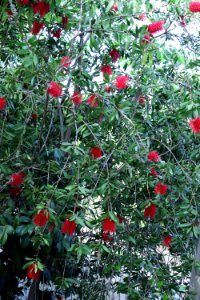 Melaleuca citrina syn. Callistemon citrinus public domain IMG 9930