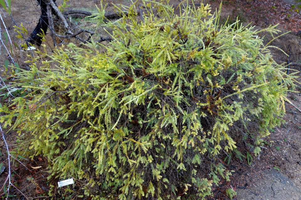 Melaleuca lateritia - UC Santa Cruz Arboretum - DSC07322