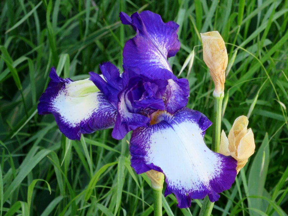 Purple bicolor flower