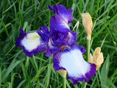 Purple bicolor flower