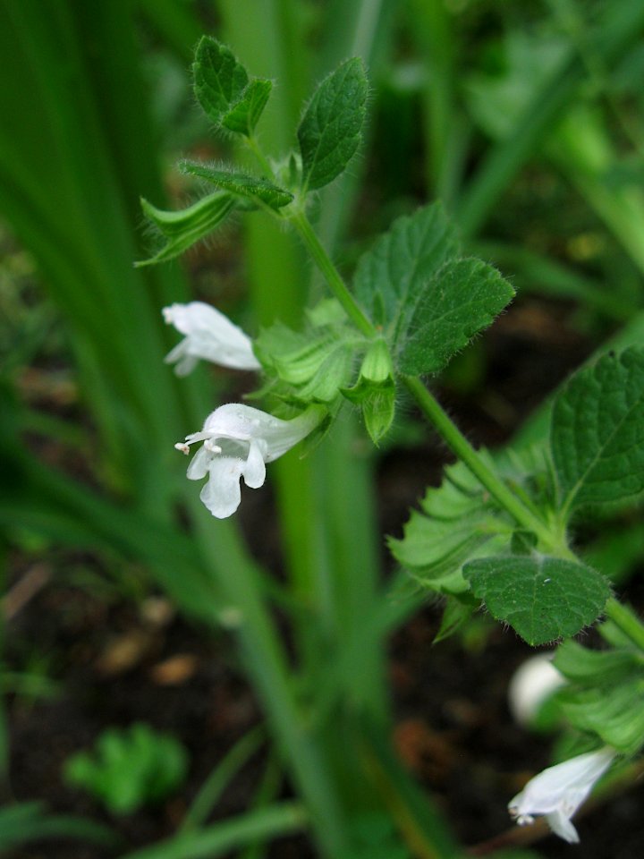 Melissa officinalis, 2020-07-11, Beechview, 03