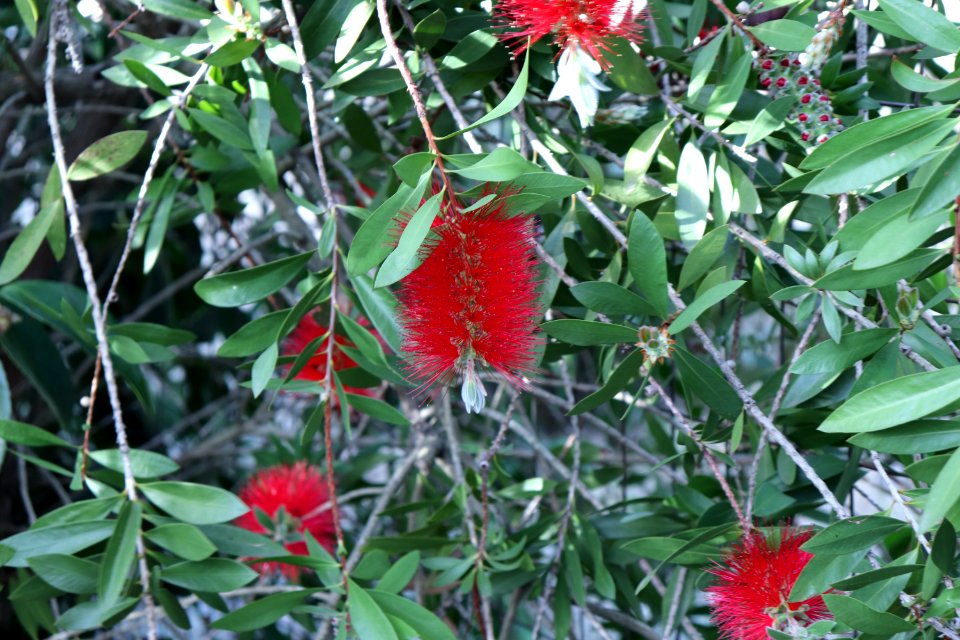 Melaleuca citrina syn. Callistemon citrinus public domain IMG 9917