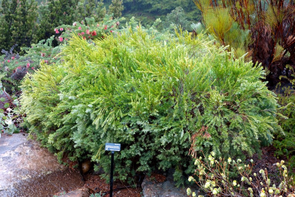 Melaleuca lateritia - UC Santa Cruz Arboretum - DSC07508