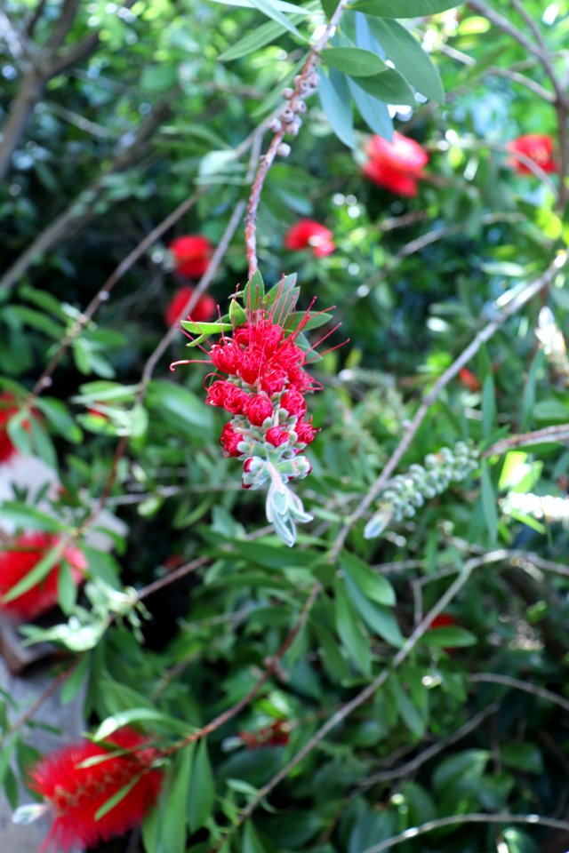 Melaleuca citrina syn. Callistemon citrinus public domain IMG 9908