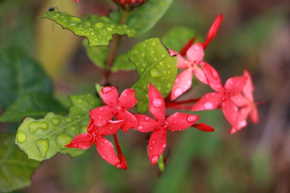 Nature floral water drops