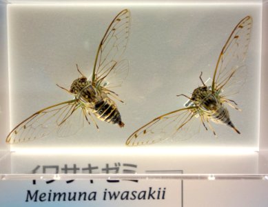 Meimuna iwasakii - National Museum of Nature and Science, Tokyo - DSC07094