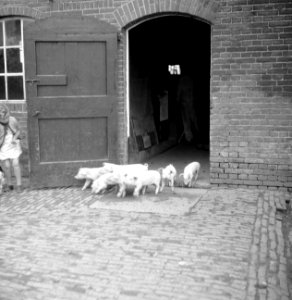 Meisje met biggetjes, Bestanddeelnr 252-1954