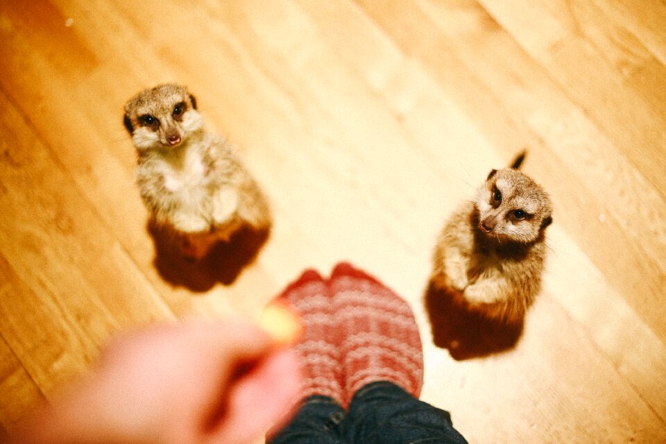 Fur indoors little
