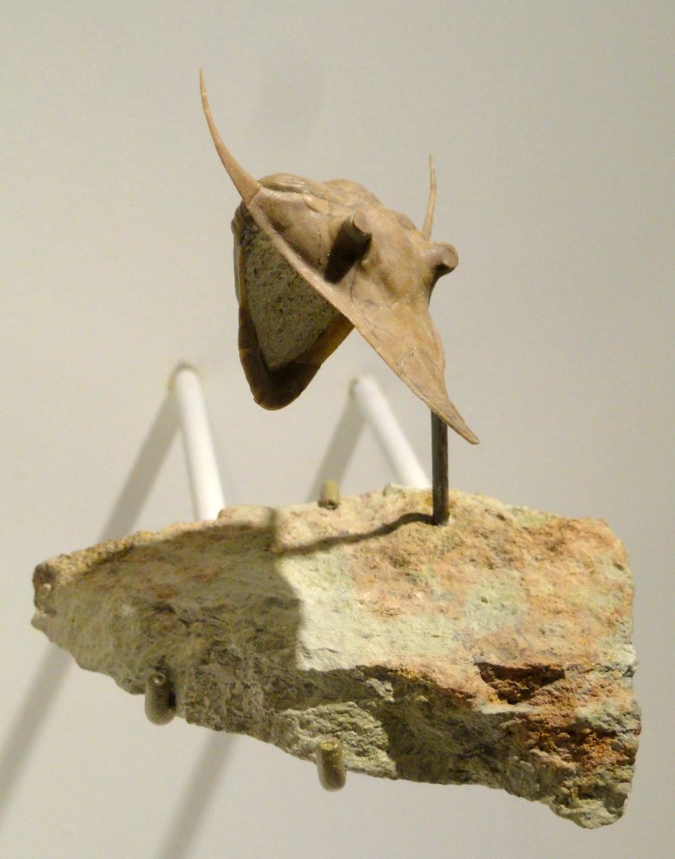 Megistaspidella extenuata, Middle Ordovician, Kunda Level, St. Petersburg area, Russia - Houston Museum of Natural Science - DSC01463