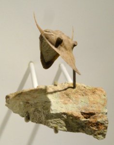 Megistaspidella extenuata, Middle Ordovician, Kunda Level, St. Petersburg area, Russia - Houston Museum of Natural Science - DSC01463