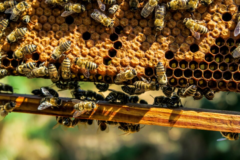 Beekeeping beeswax close-up