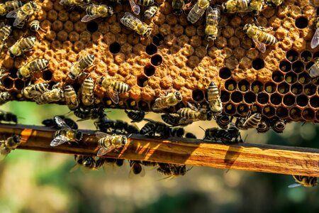 Beekeeping beeswax close-up photo