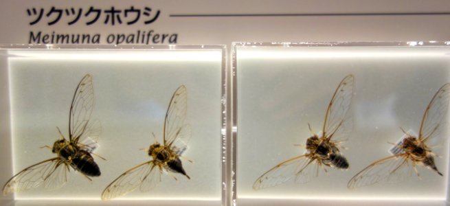 Meimuna opalifera - National Museum of Nature and Science, Tokyo - DSC07091