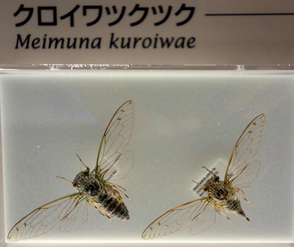 Meimuna kuroiwae - National Museum of Nature and Science, Tokyo - DSC07092