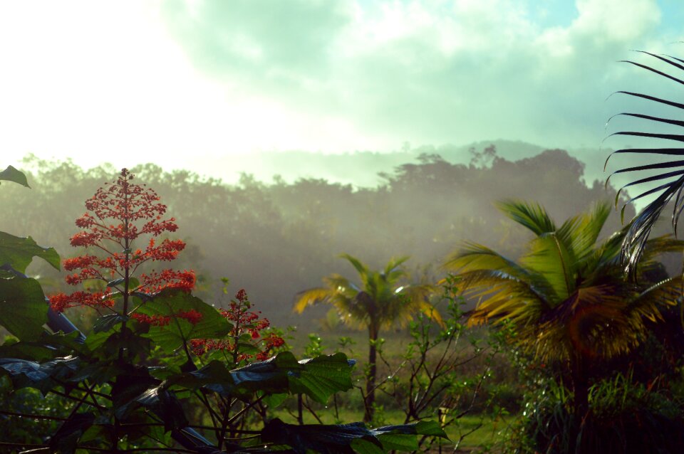 Guiana guyana tropical photo