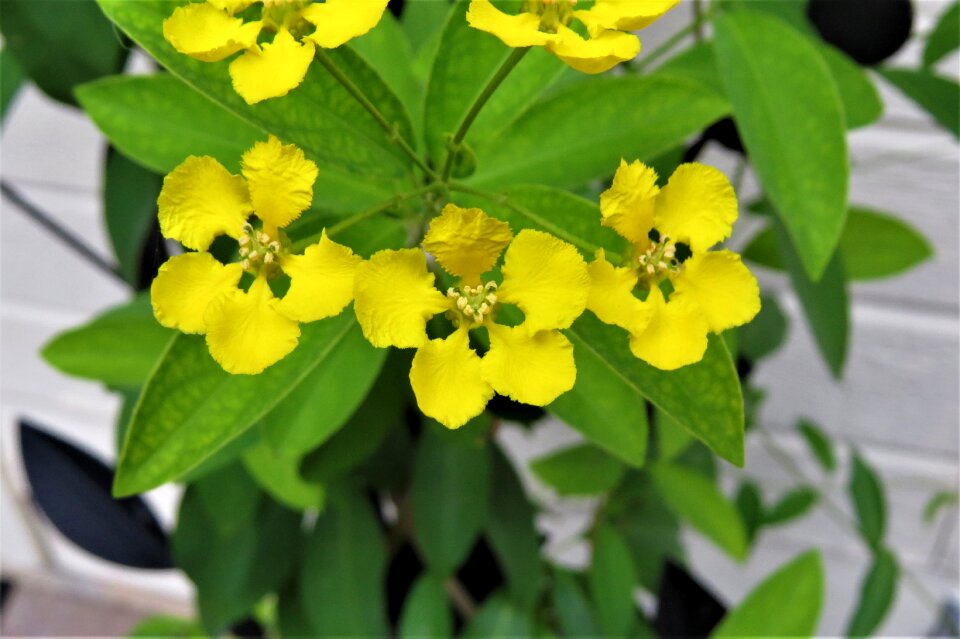 Yellow garden green vine