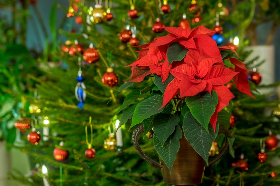 Christmas themes christmas balls christmas flower