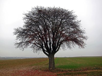 Mehlbeere Waigolshausen, 4