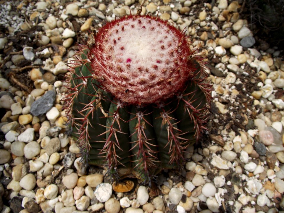 Melocactus conoideus