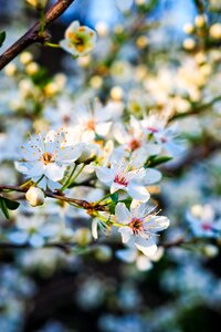 Summer spring fruits photo