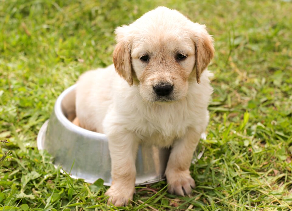 In the free young pet