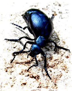 Meloe proscarabaeus - Schwarzblauer Ölkäfer