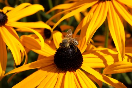 Plant echinacea close up