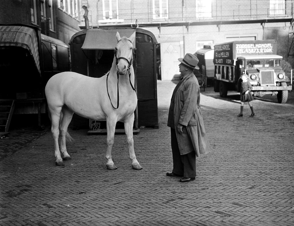 Melodie spierwit paard Strassburger in Carre, Bestanddeelnr 902-5147