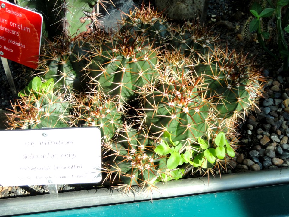 Melocactus neryi - Botanical Garden in Kaisaniemi, Helsinki - DSC03729