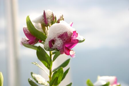 Mare fiore natura
