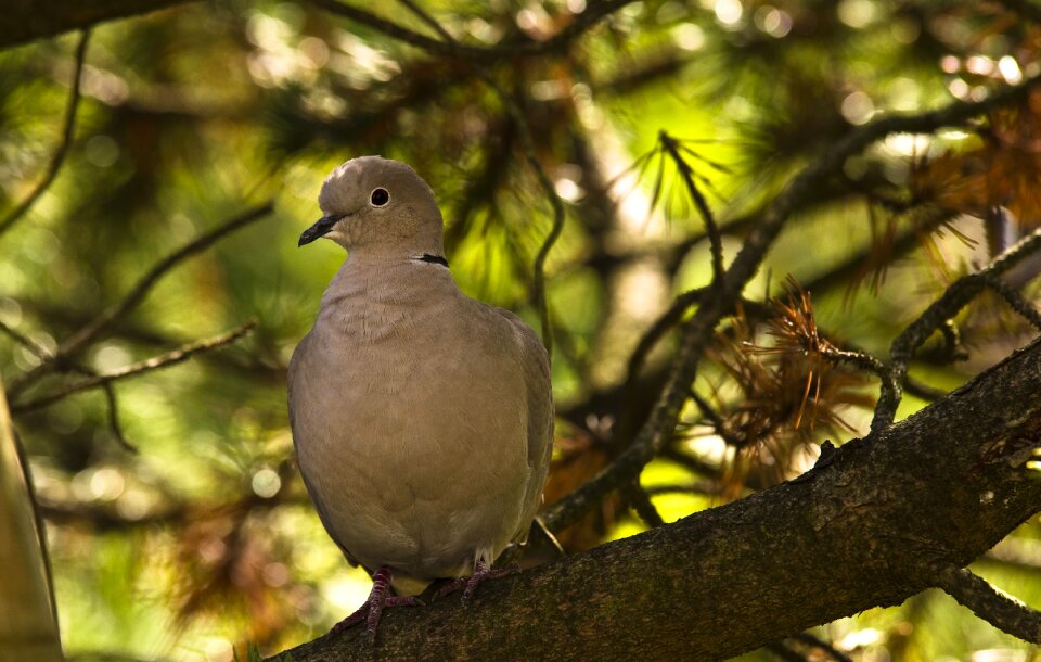 Bird city pigeons garden