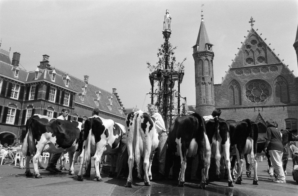 Melkveehouders demonstreren met koeien op het Binnenhof, Bestanddeelnr 934-4607