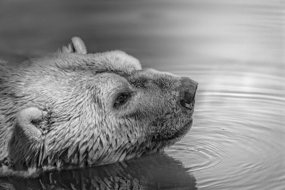 Lake mammal outdoors