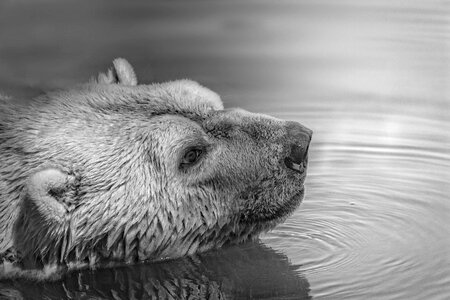 Lake mammal outdoors photo