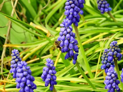 Bloom flower harbinger of spring