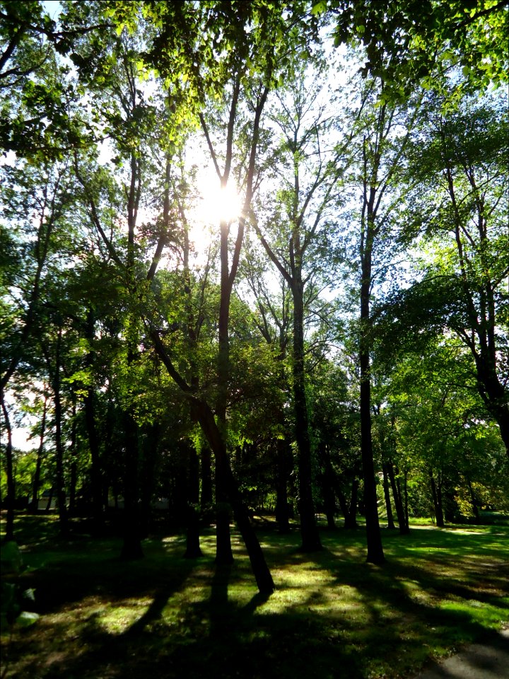 Meisel Ave Park Union County sun through trees
