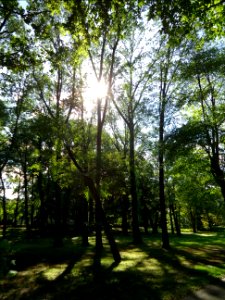 Meisel Ave Park Union County sun through trees