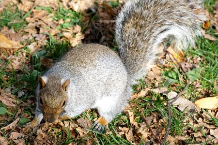 Animal welfare protection boston