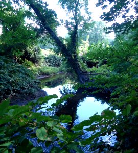 Meisel Ave Park Union County stream and trees