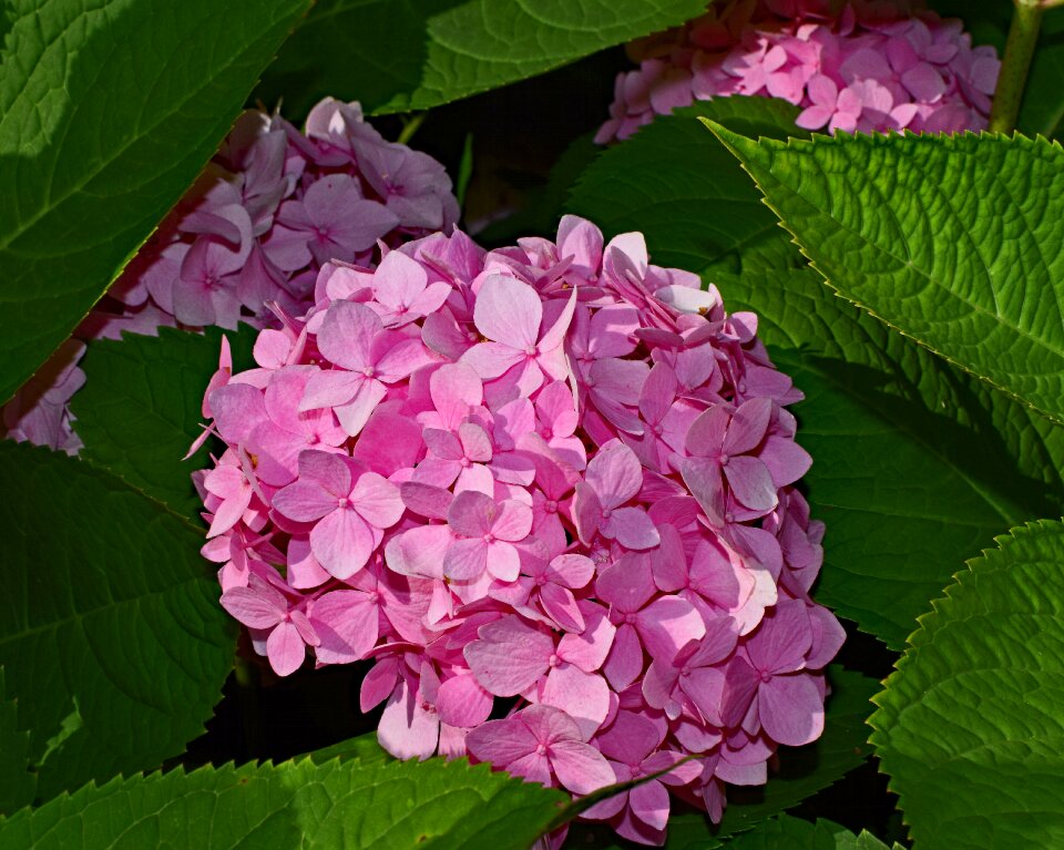 Blossom bloom plant