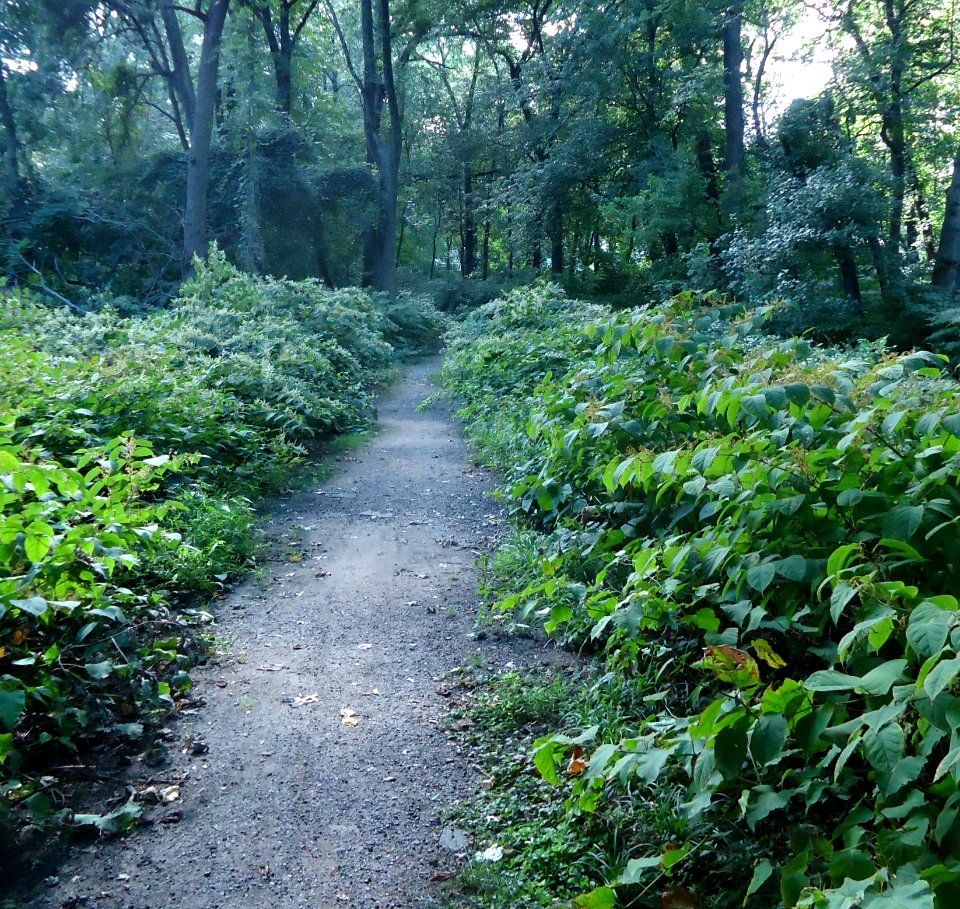 Meisel Ave Park Union County path to viny trees