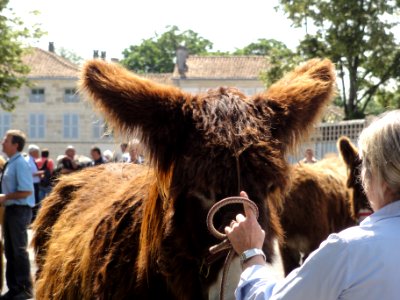 Melle (Deux-Sèvres) Concours baudets du Poitou 2012, 14 juin (5)