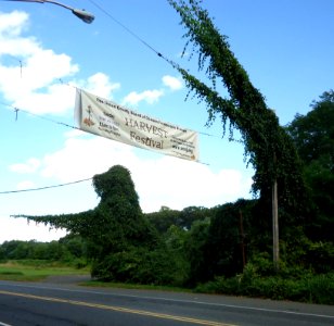 Meisel Ave Park Union County vines growing on wires