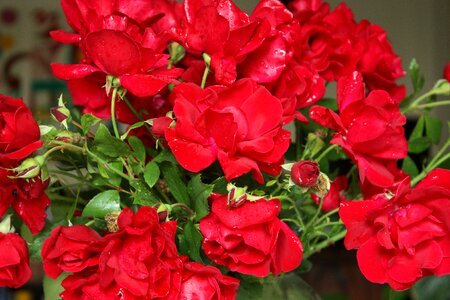 Strauss flower red rose photo
