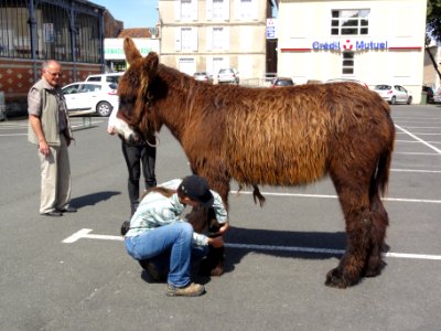 Melle (Deux-Sèvres) Concours baudets du Poitou 2012, 14 juin (2)
