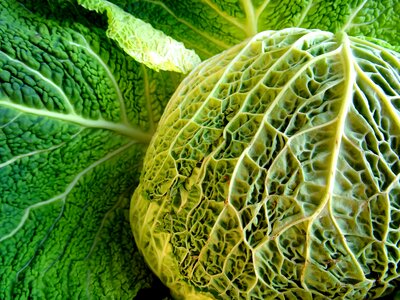 Healthy savoy cabbage eat
