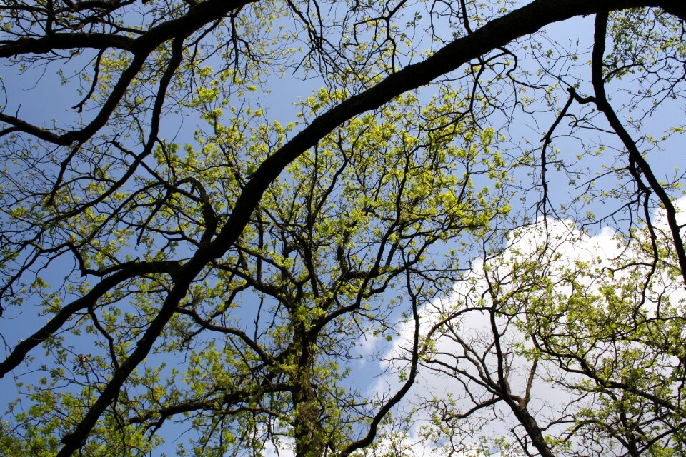 Branch sky plant