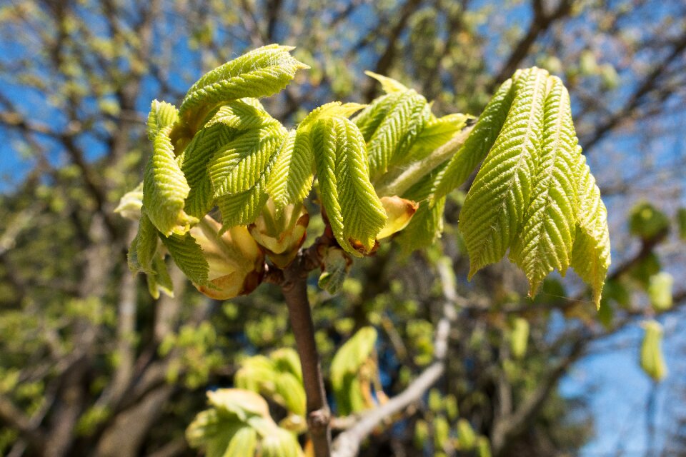 Leaf foliation spring