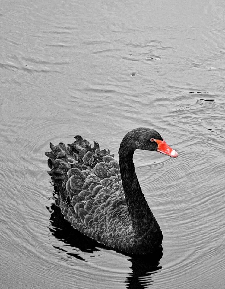 Bird nature water